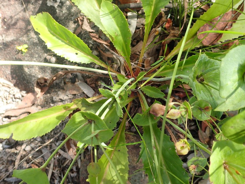 Goodenia perfoliata photo 3