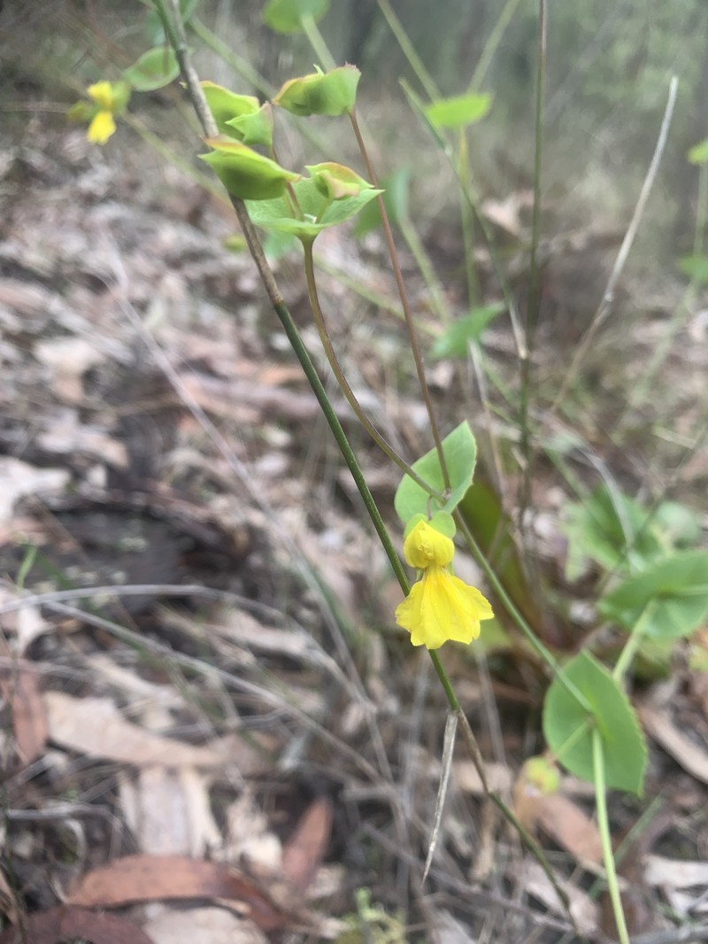 Goodenia perfoliata photo 5