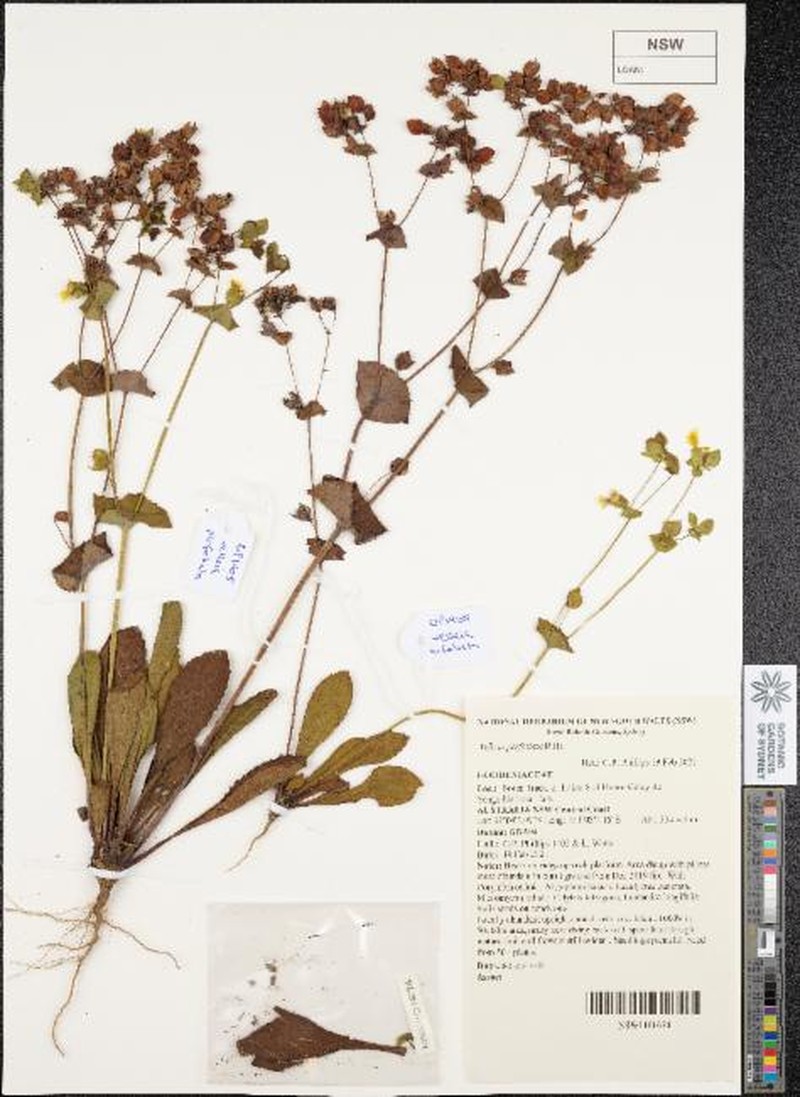 Goodenia perfoliata photo 8