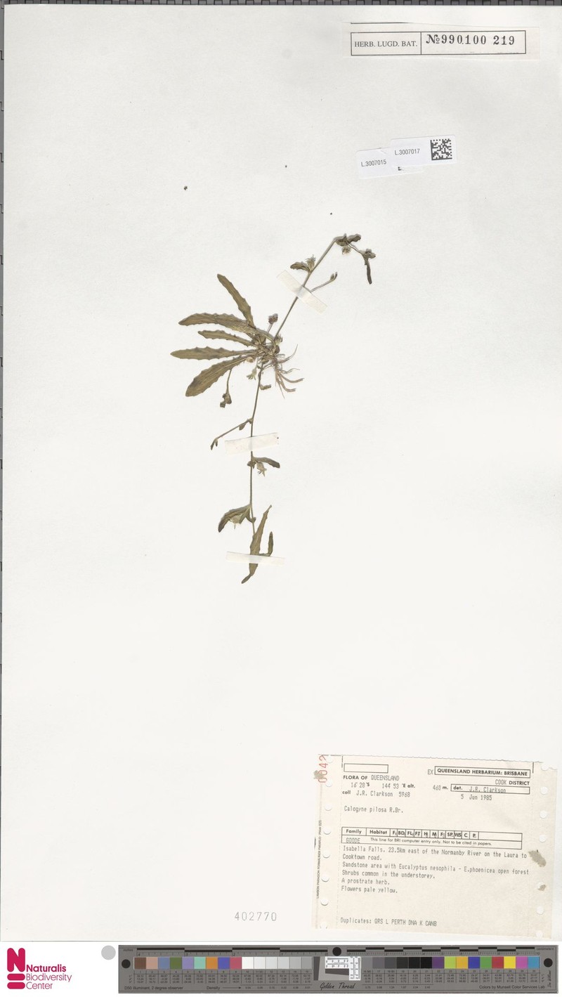 Goodenia pilosa subsp. pilosa