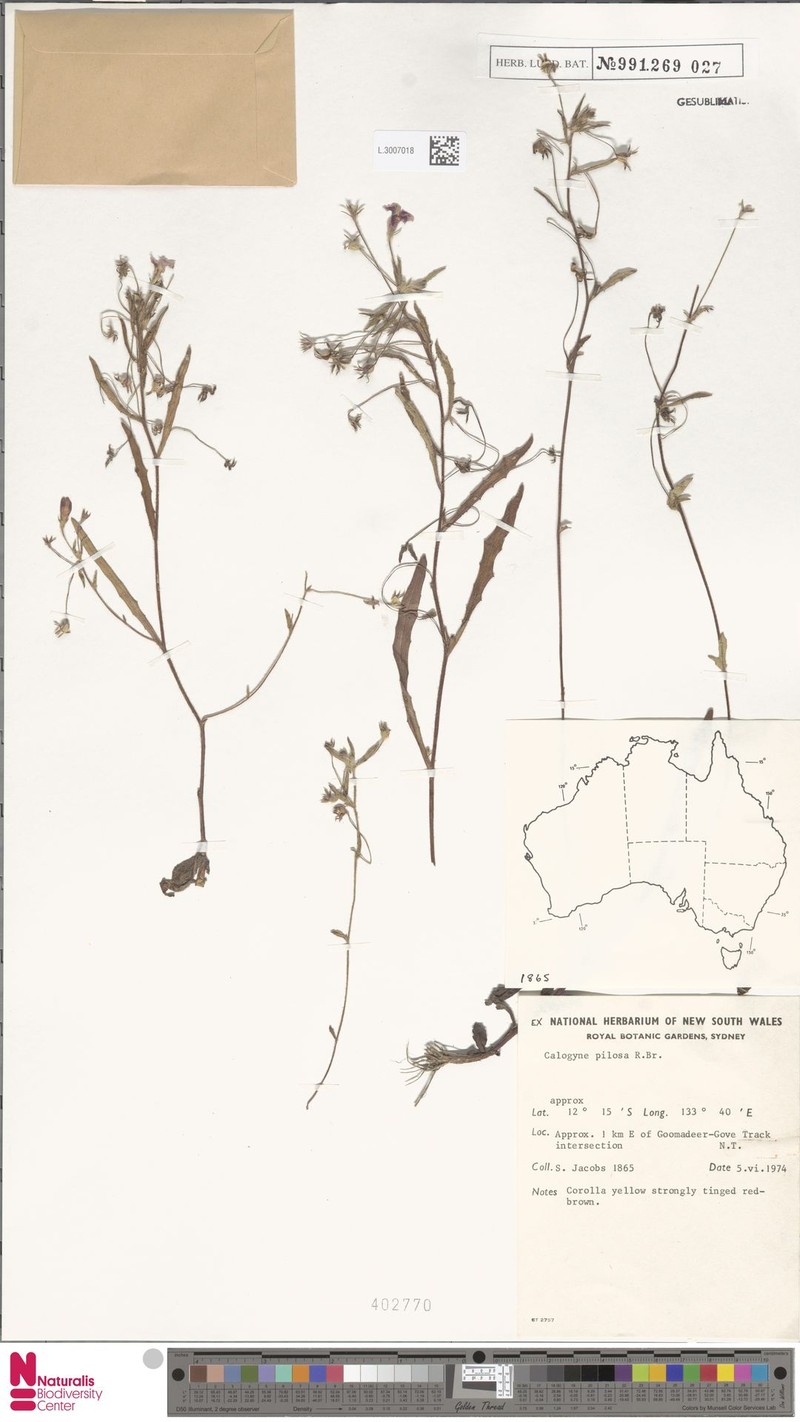 Goodenia pilosa subsp. pilosa photo 2