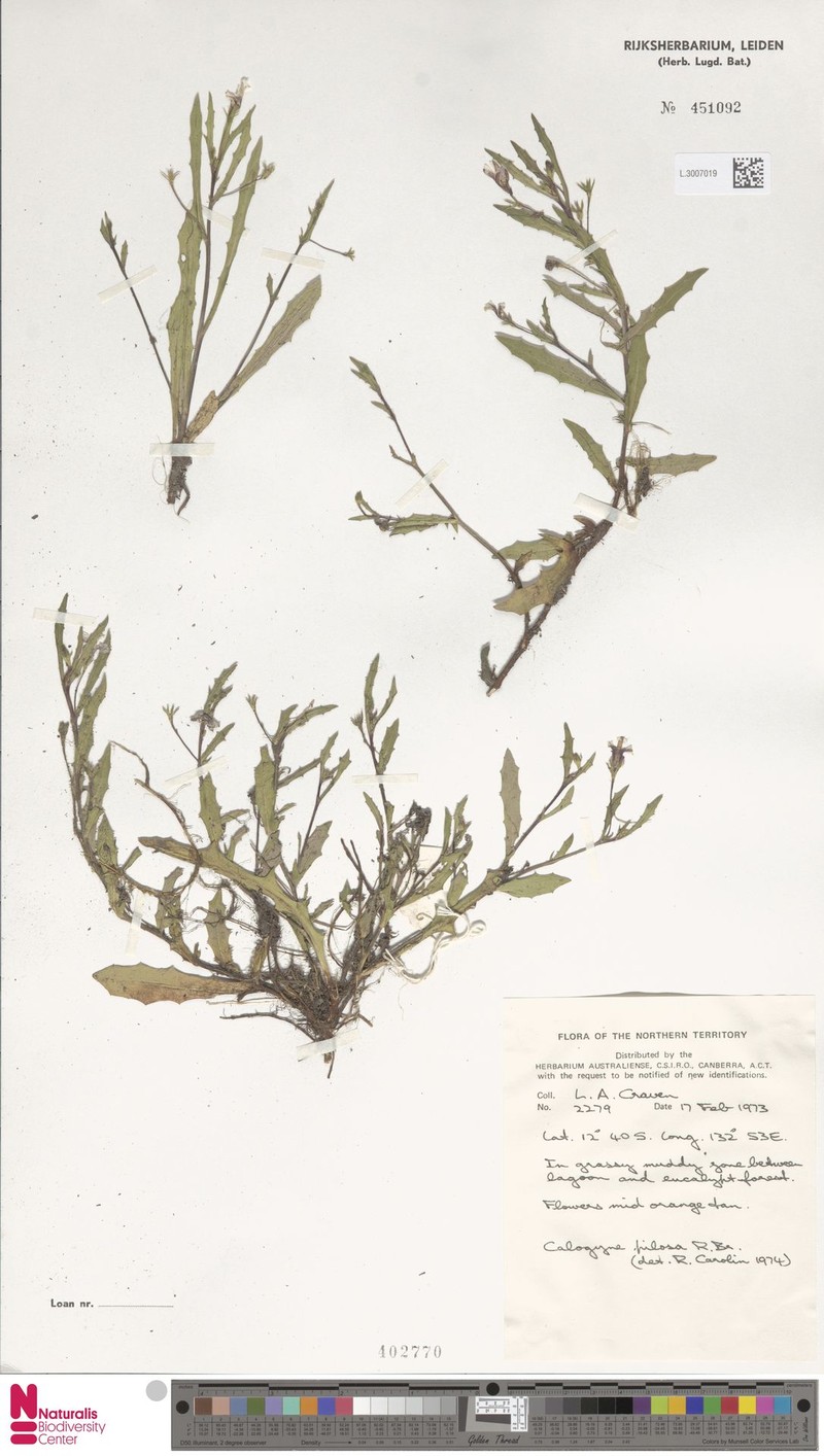 Goodenia pilosa subsp. pilosa photo 3