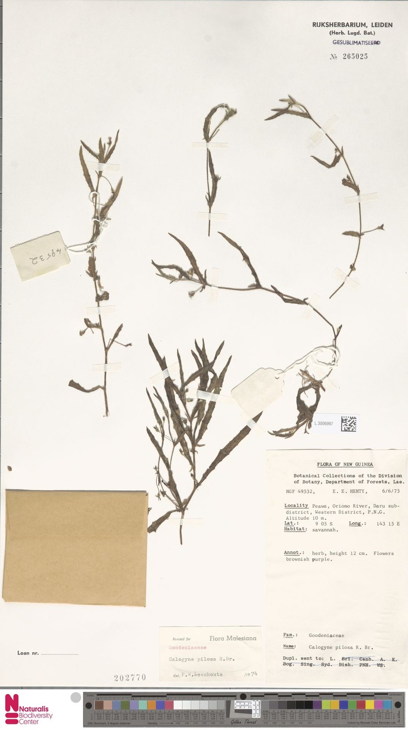 Goodenia pilosa subsp. pilosa photo 4