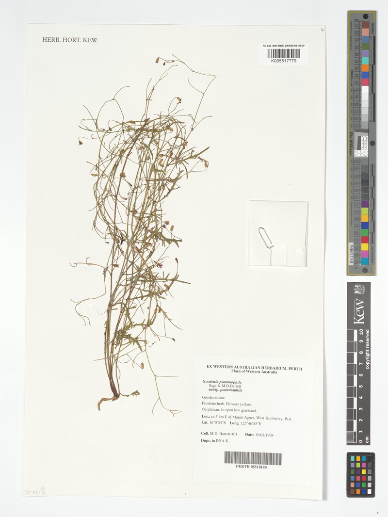 Goodenia psammophila subsp. psammophila