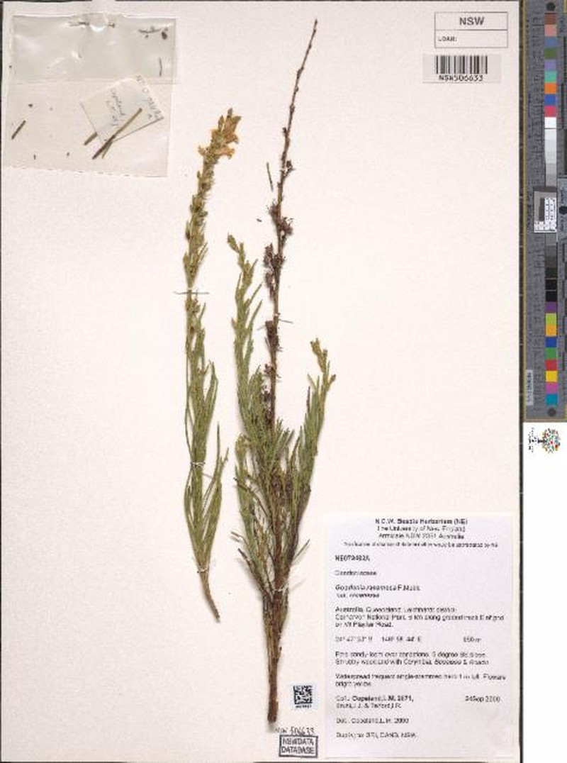 Goodenia racemosa var. racemosa