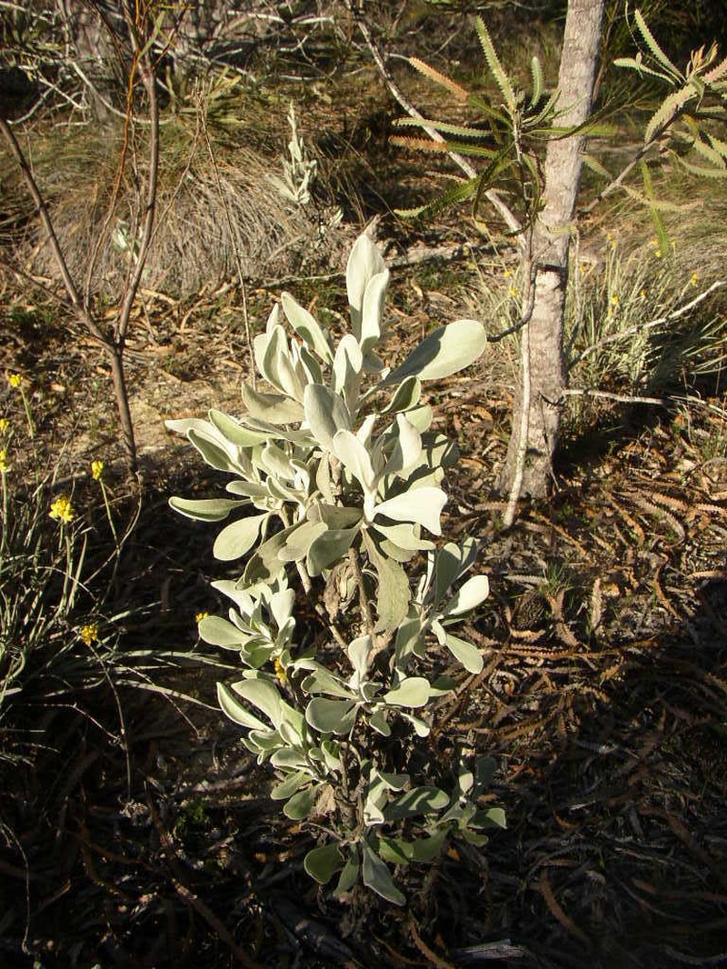 Goodenia reinwardtii