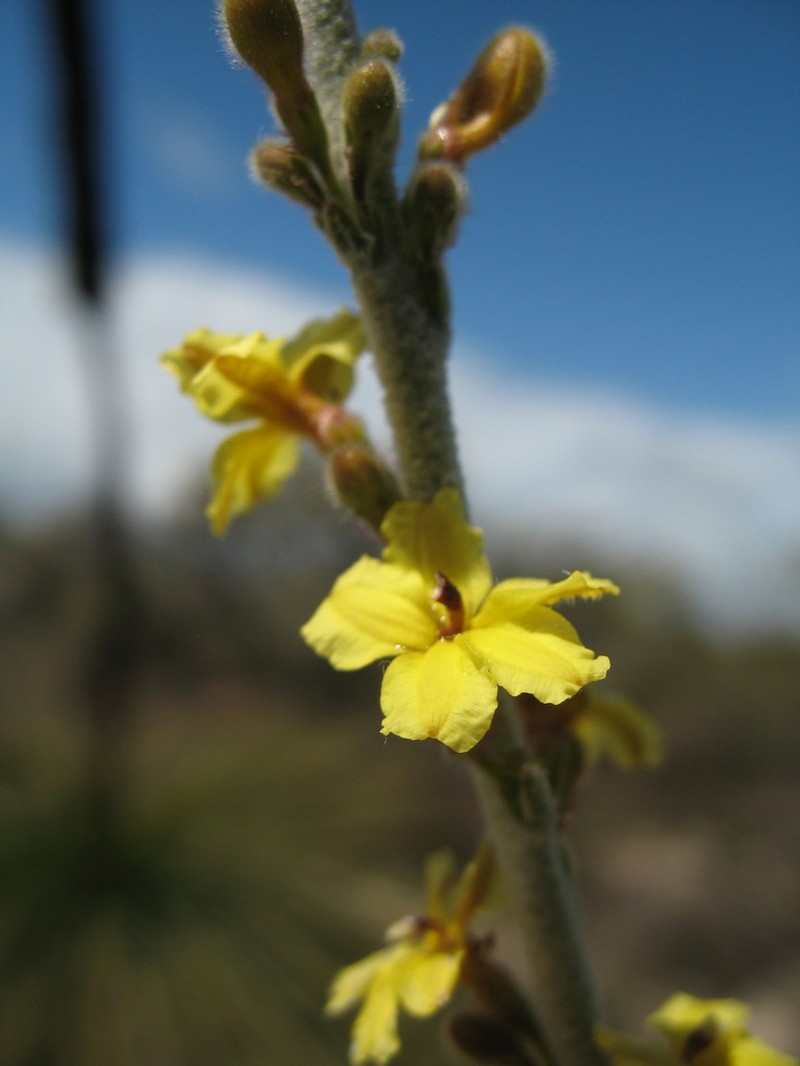 Goodenia reinwardtii photo 2