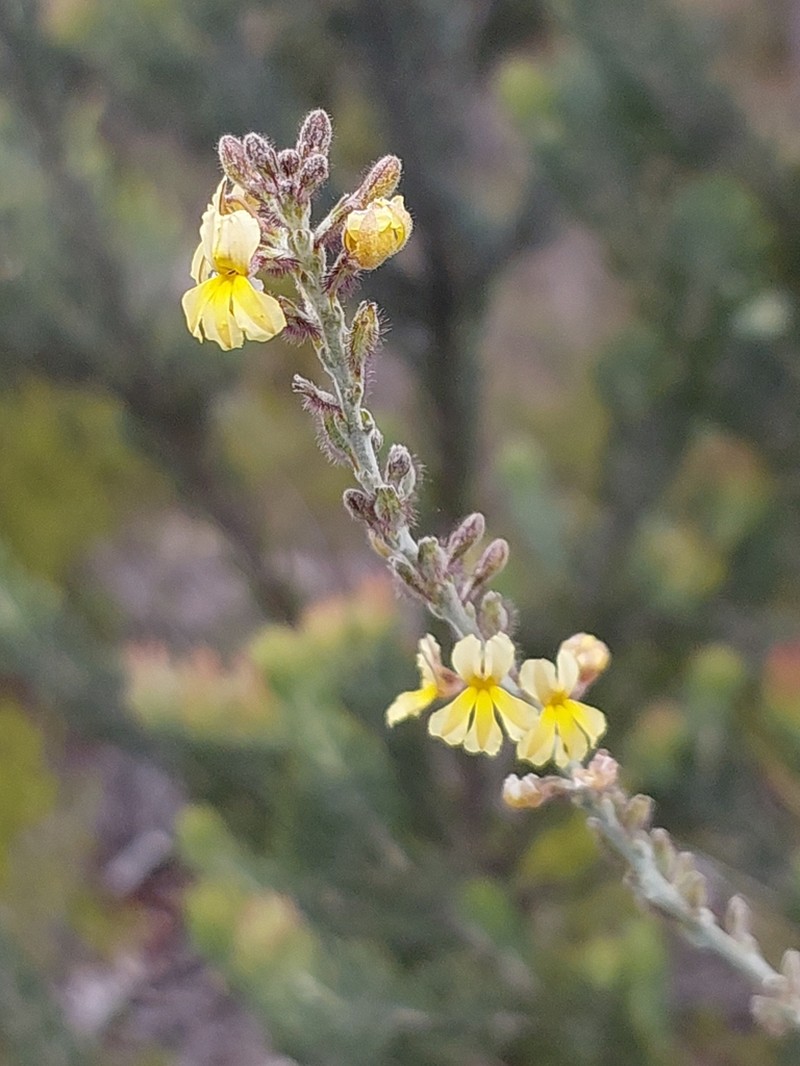 Goodenia reinwardtii photo 3