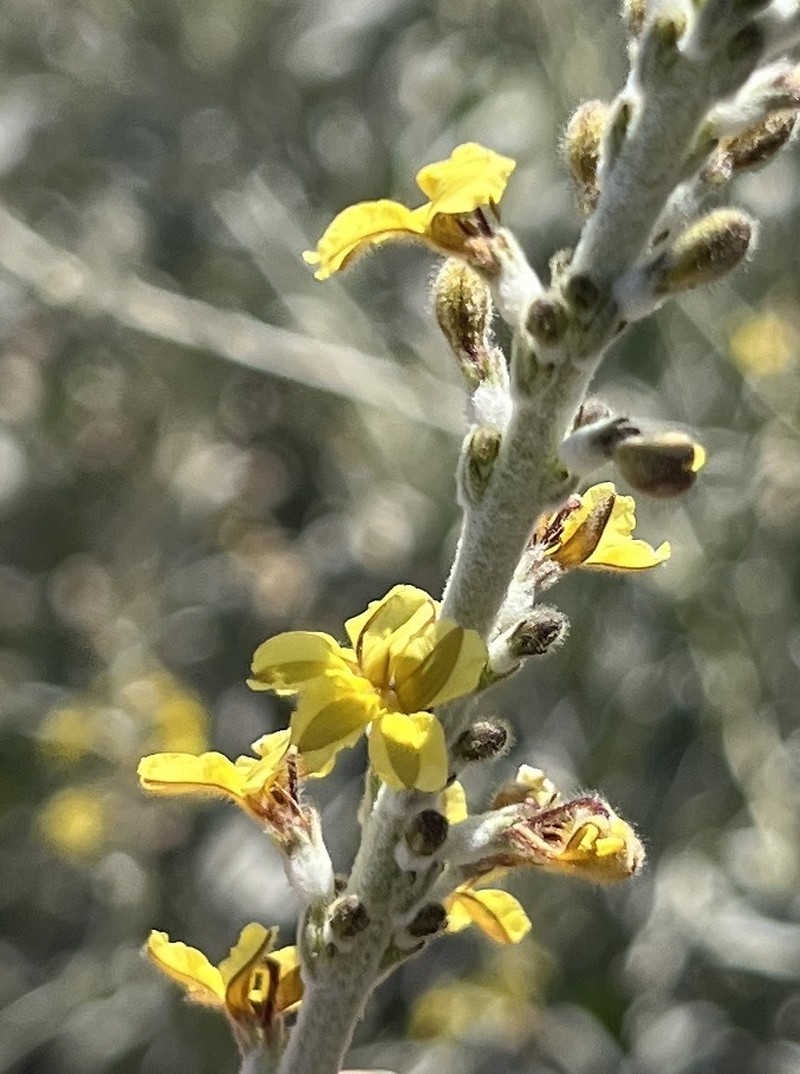 Goodenia reinwardtii photo 4