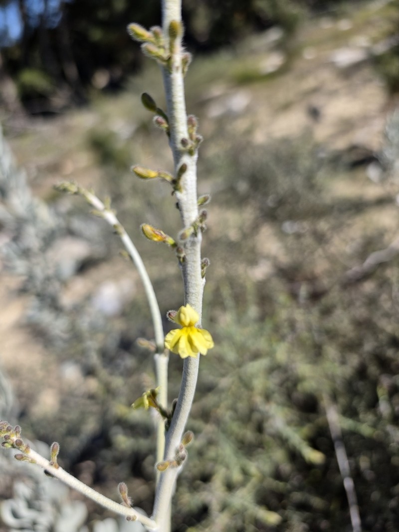 Goodenia reinwardtii photo 5