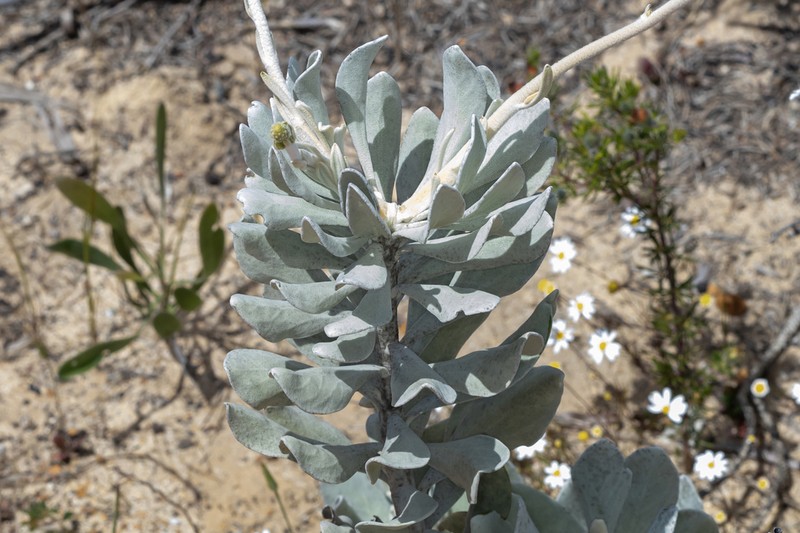 Goodenia reinwardtii photo 8