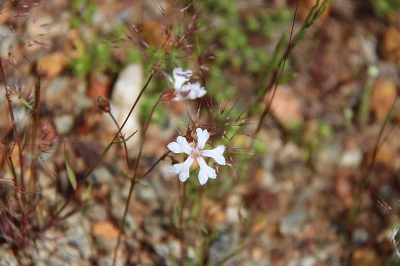 Goodenia rosea photo 2