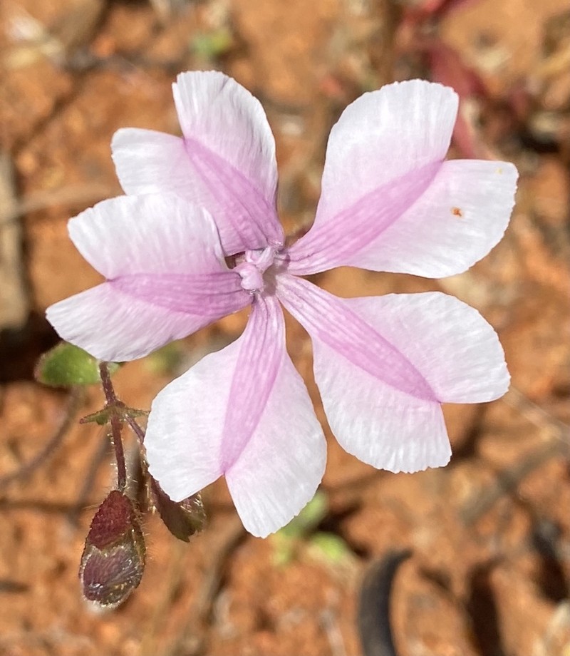 Goodenia rosea photo 3