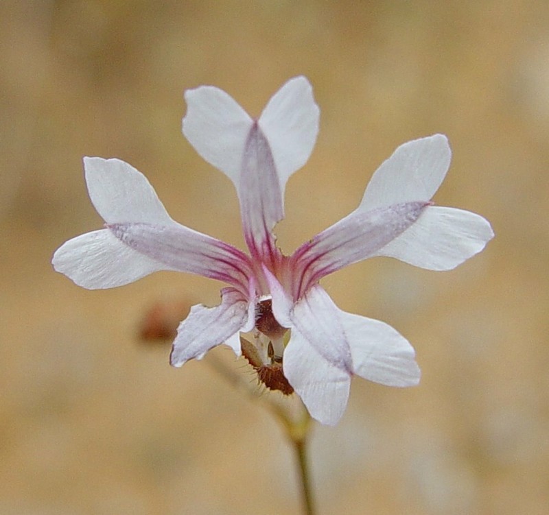 Goodenia rosea photo 4