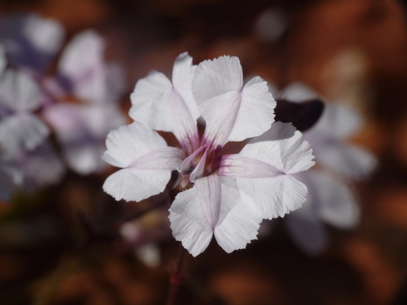 Goodenia rosea photo 6