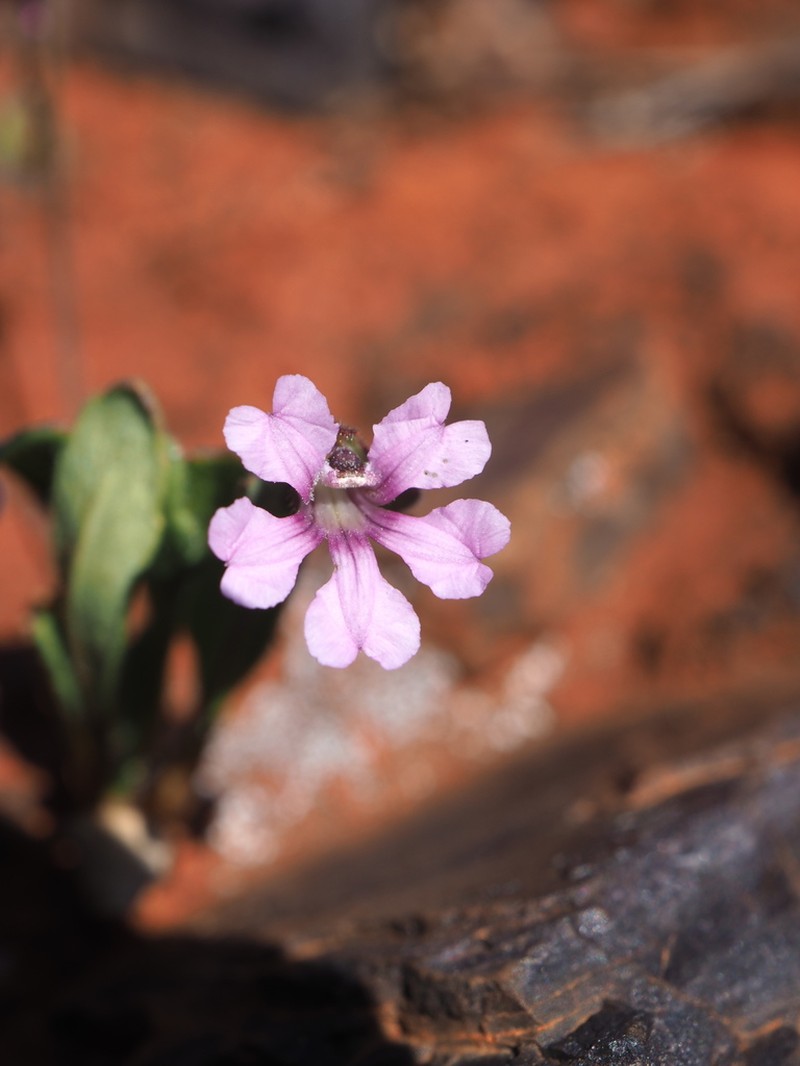 Goodenia rosea photo 7