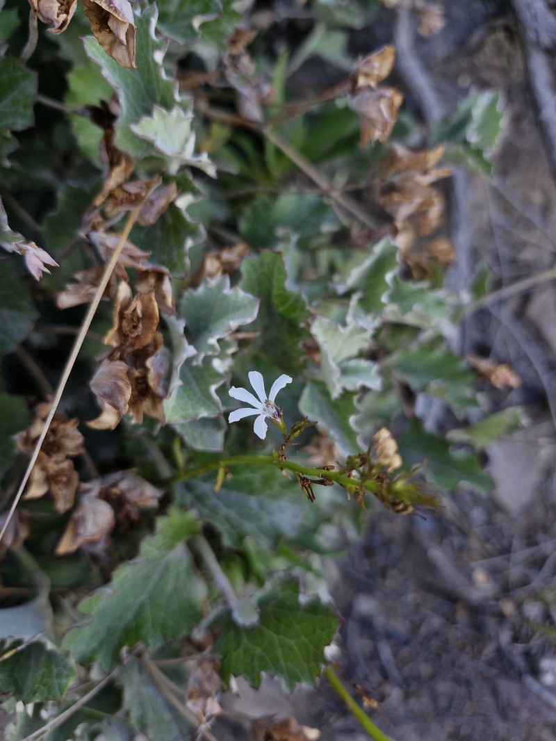 Goodenia scapigera subsp. scapigera photo 3