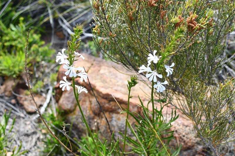 Goodenia scapigera subsp. scapigera photo 4