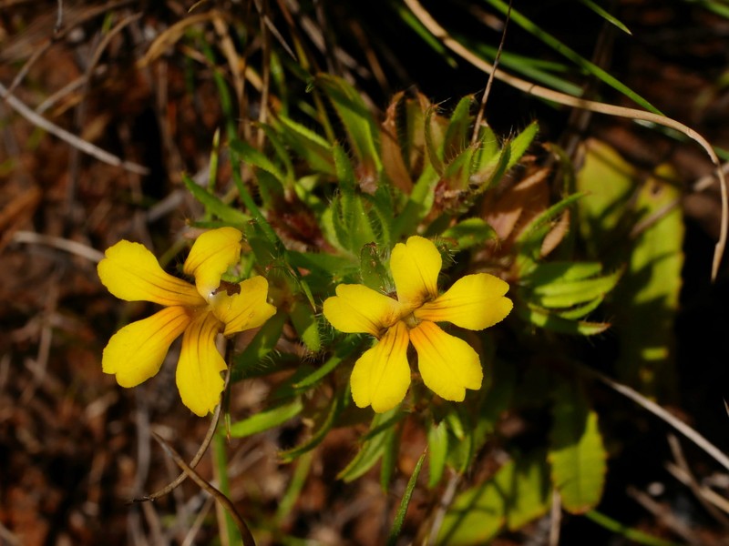 Goodenia sepalosa var. sepalosa