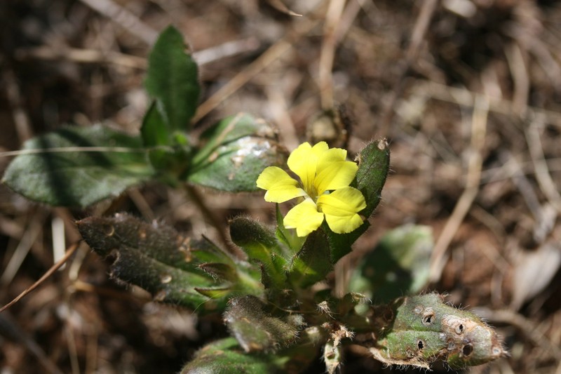 Goodenia sepalosa var. sepalosa photo 2