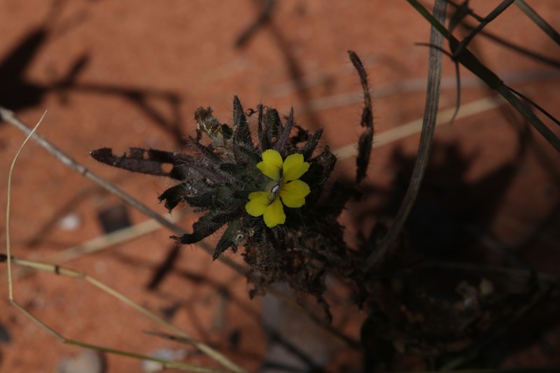 Goodenia sepalosa var. sepalosa photo 3