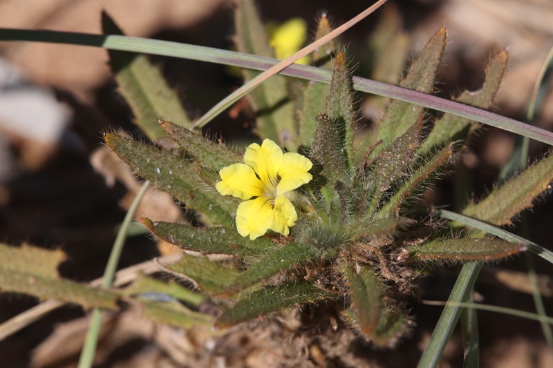 Goodenia sepalosa var. sepalosa photo 4
