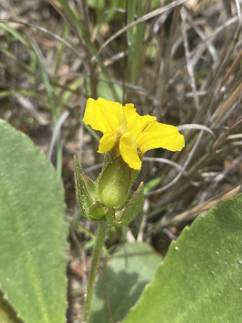 Goodenia subsolana