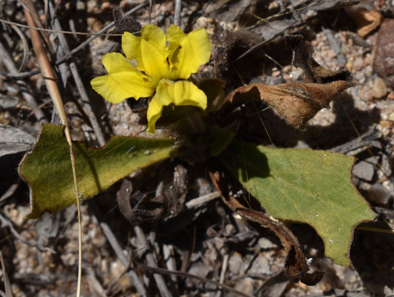 Goodenia subsolana photo 3