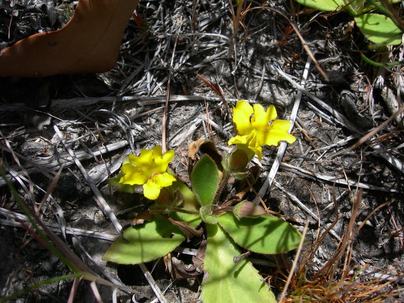 Goodenia subsolana photo 4