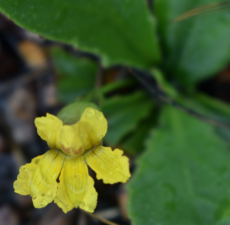 Goodenia subsolana photo 5