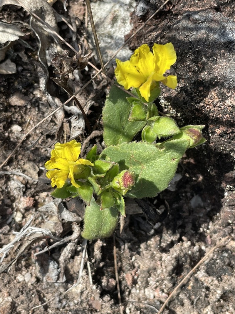 Goodenia subsolana photo 6