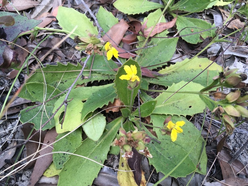Goodenia subsolana photo 7