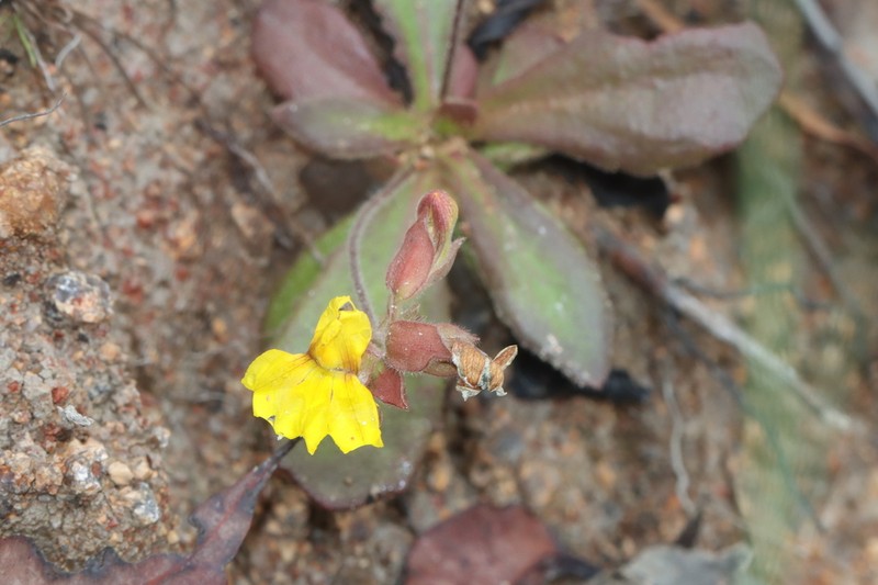 Goodenia subsolana photo 8