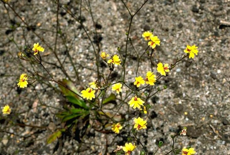 Goodenia trinervis