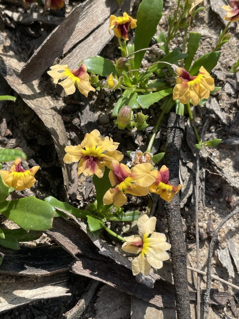 Goodenia trinervis photo 2