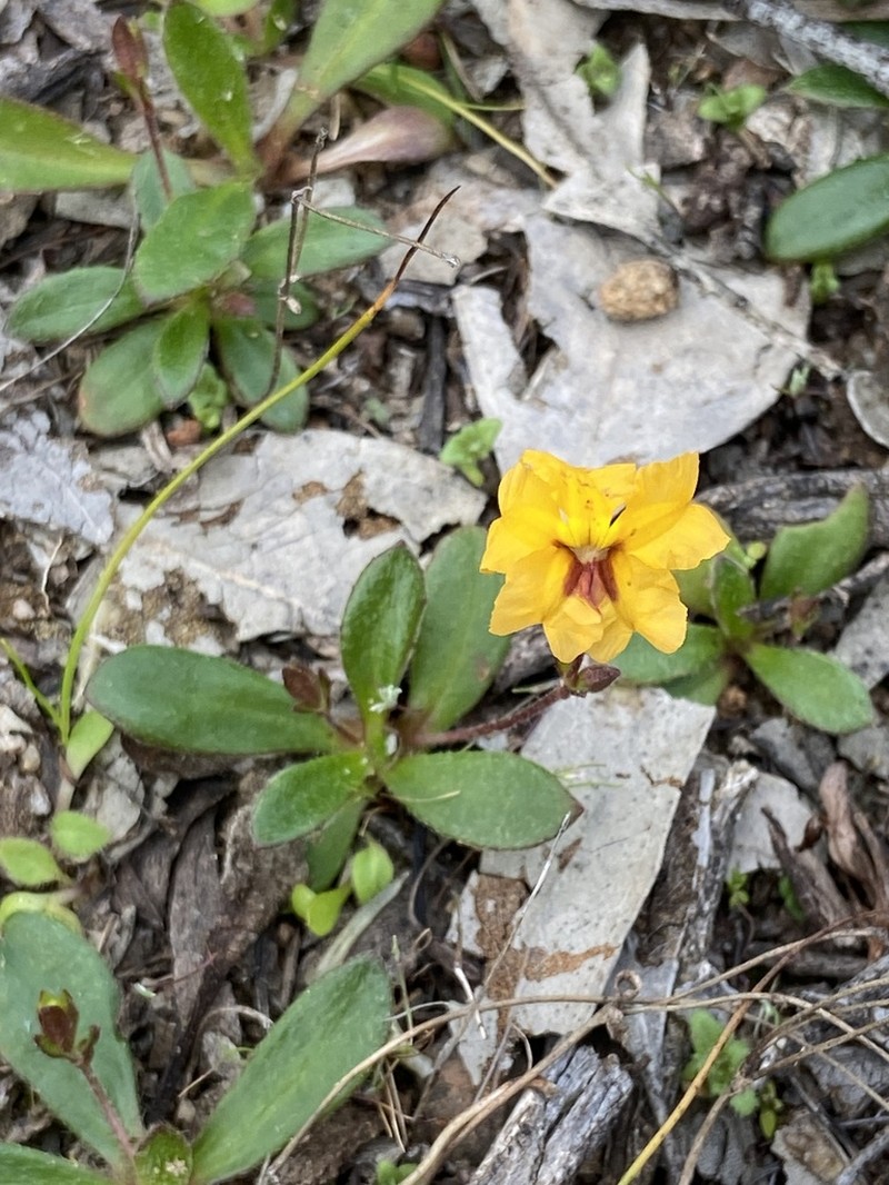 Goodenia trinervis photo 3