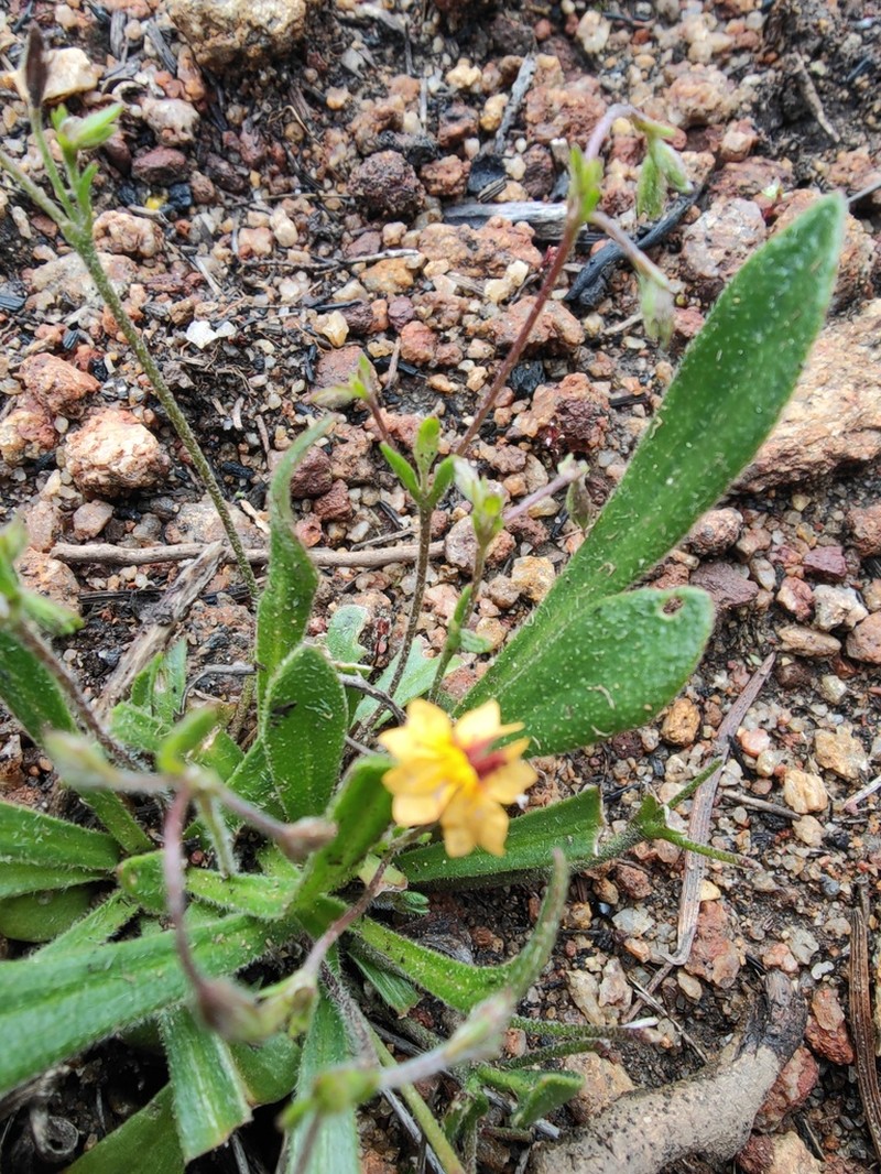 Goodenia trinervis photo 4