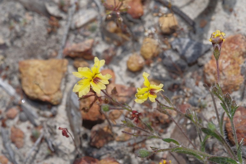 Goodenia trinervis photo 5