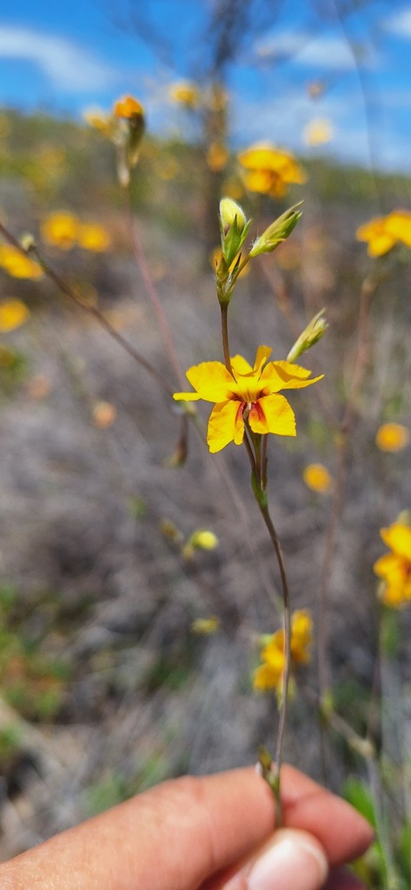 Goodenia trinervis photo 6