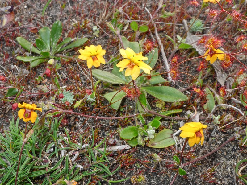 Goodenia trinervis photo 7