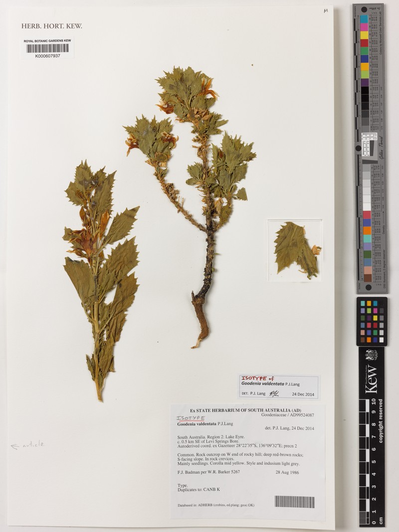 Goodenia valdentata