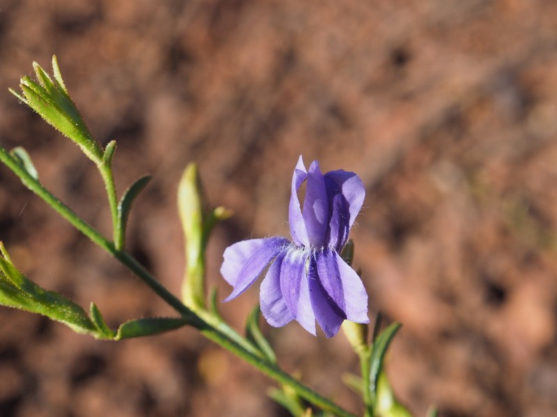 Goodenia vanleeuweniana