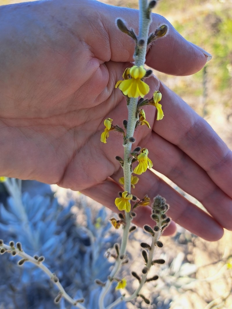 Goodenia verreauxii