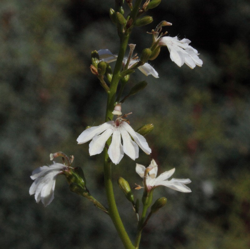 Goodenia watsonii subsp. watsonii