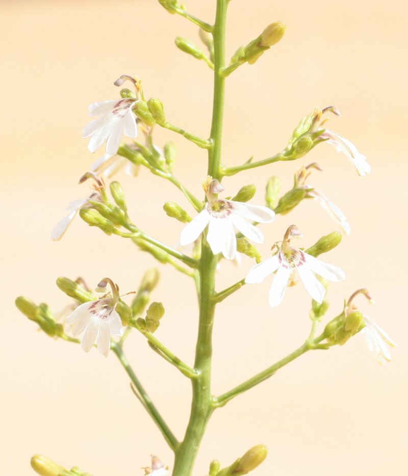 Goodenia watsonii subsp. watsonii photo 2