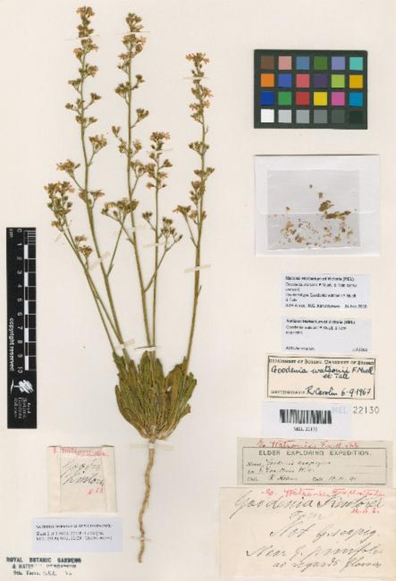 Goodenia watsonii subsp. watsonii photo 3