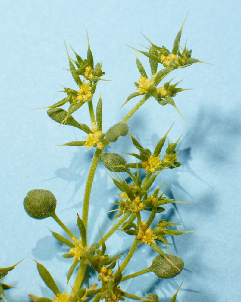 Yellow Spinecape