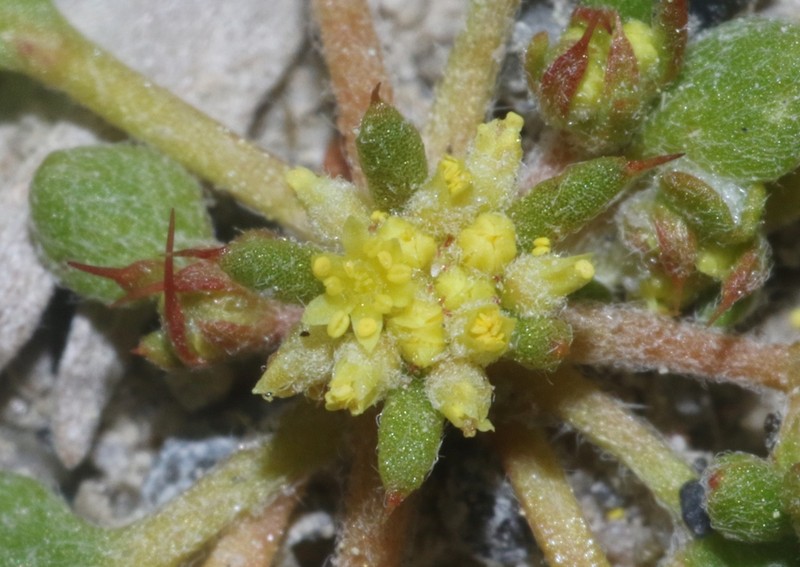Yellow Spinecape photo 6
