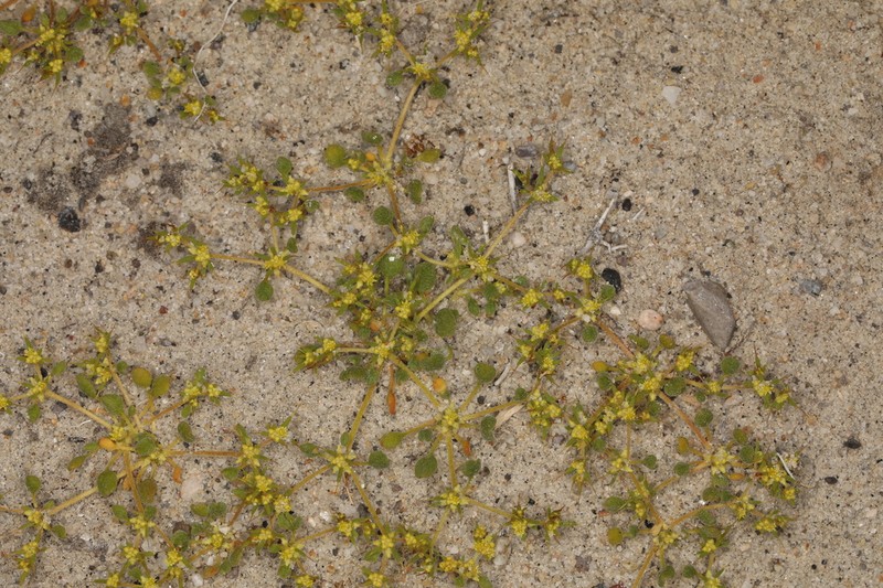 Yellow Spinecape photo 7