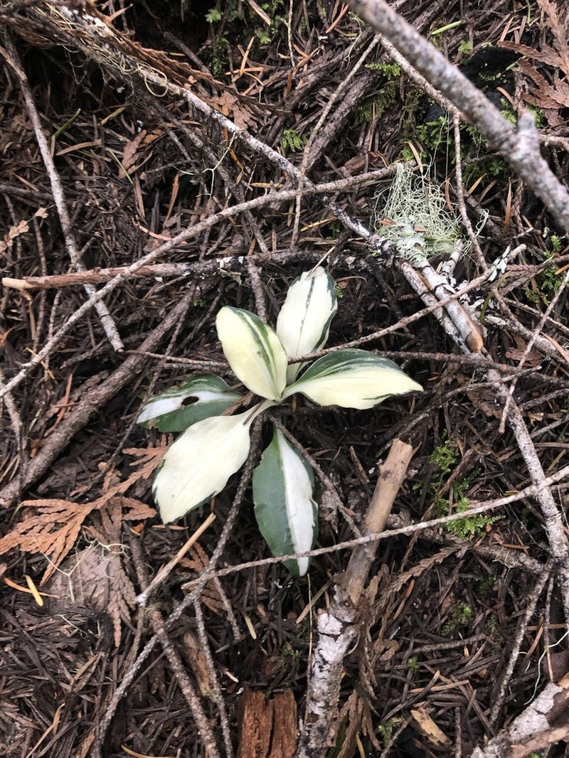 Western Rattlesnake Plantain